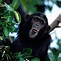 Image result for Alien Chimpanzee