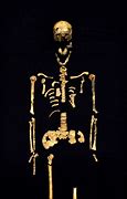 Image result for Oldest Human Skeleton Found