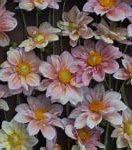 Image result for Apple Blossom Dahlia