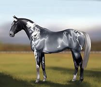 Image result for Blue Roan Paint