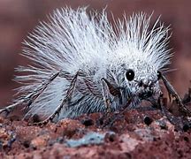 Image result for The Panda Ant