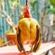 Image result for What Is a Serama Chicken