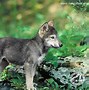 Image result for Brown Wolf Dog