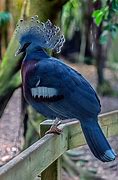 Image result for Victoria Crowned Pigeon