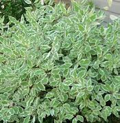 Image result for Tatarian Dogwood Shrub