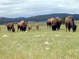 Image result for Prairies North America