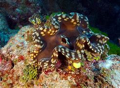 Image result for Beautiful Giant Clam