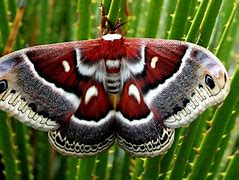 Image result for Moth Whole