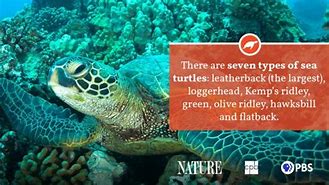 Image result for Sea Turtle Fact Sheet