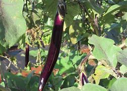 Image result for Largest Eggplant