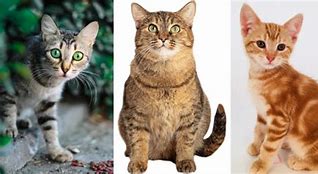 Image result for Big Cat Markings