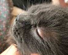 Image result for Cat Eyelid Swollen