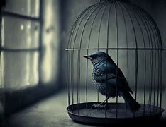 Image result for Rio Bird Sad