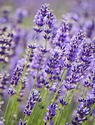 Image result for Lavender Purple