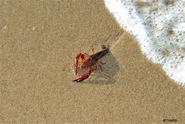 Image result for Clawed Lobster