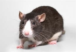 Image result for Fancy Rat