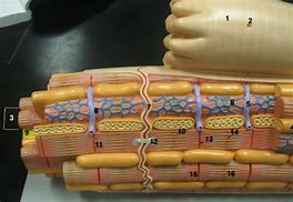 Image result for Cardiac Muscle Model