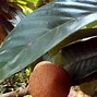 Image result for Petik Buah Sawo