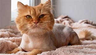 Image result for Cat Lion Haircut