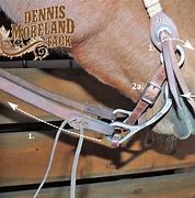 Image result for Quarter Horse with Curb Bit