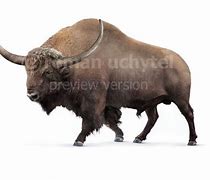 Image result for Bison Latifrons