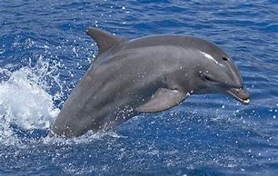 Image result for Needle Nose Dolphin