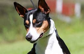 Image result for Rat Dog Breed