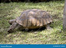 Image result for Tortoise Side View