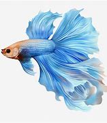 Image result for Blue Fish with Long Tail Fin