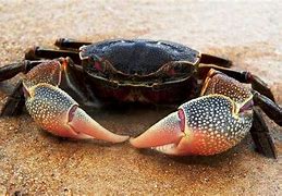 Image result for Kepiting Cancer