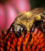 Image result for Macro Nature Photography