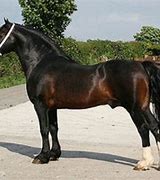 Image result for Welsh Cob Head