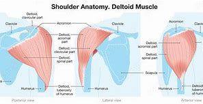 Image result for Shoulder Deltoid Anatomy