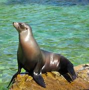 Image result for California Sea Lion