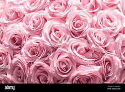 Image result for Pink June Flowere