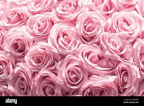 Image result for Beautiful Pink Flowers Pinterest