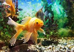 Image result for Xin You Aquarium