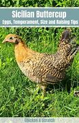 Image result for sicilian buttercup chicken characteristics