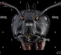 Image result for Scary Ant Face