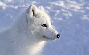 Image result for Arctic Fox Profile