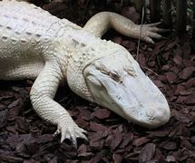 Image result for Albino Newfoundland