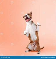 Image result for Dog Standing Next to Dhiarrea