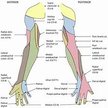 Image result for Where Is Forearm Located