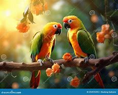 Image result for Conure Bird Pic