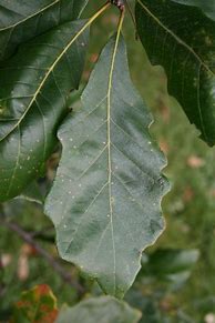 Image result for Swamp White Oak Tree Bark