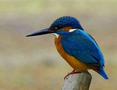 Image result for Blue Kingfisher In Borneo Rainforest