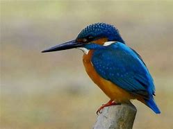 Image result for Kingfisher Blue Colour