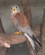 Image result for Lesser Kestrel Male