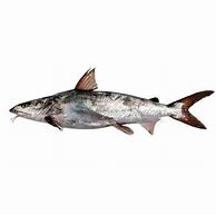 Image result for Trosan Fish