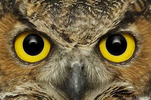 Image result for Great Horned Owl Eyes